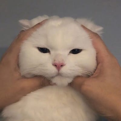 Aukan Loncomilla avatar